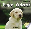 Cachorros