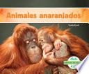 Animales Anaranjados (orange Animals)